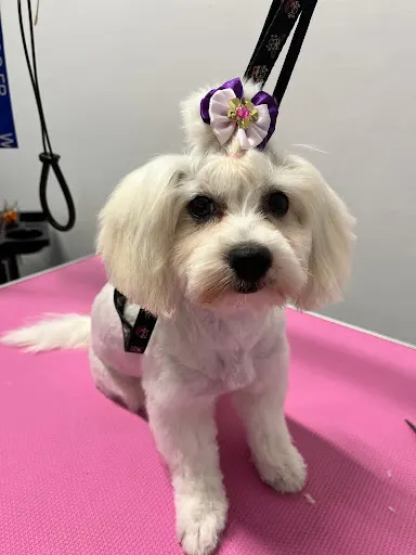 PET GROOMER DAISY